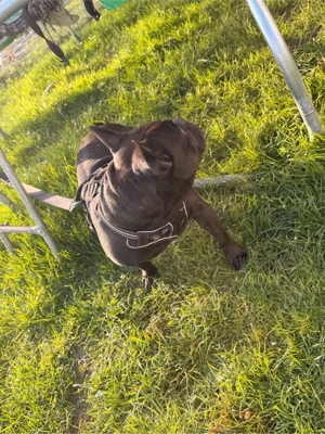 französische Bulldogge Bild 2