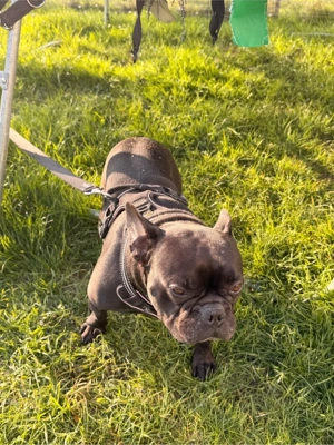 französische Bulldogge Bild 4