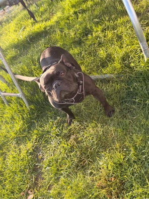 französische Bulldogge Bild 3