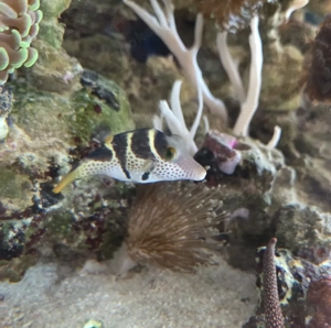 Meerwasser Sitzkopfkugelfisch 