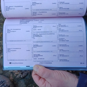 Lewitzer Scheck Stute  Bild 10