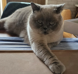 BKH-Kater, 11 Jahre alt, in liebevolle Hände abzugeben