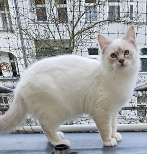 Heiliger Birma Kater