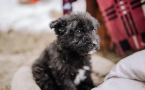 Pooka sucht sein Glück