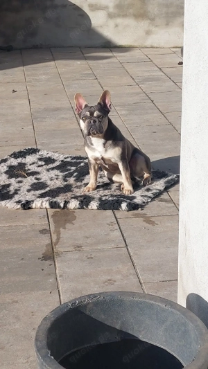 Französische Bulldogge 