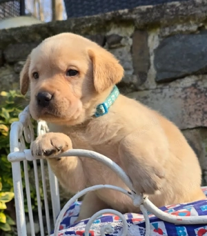 Labrador Welpen 
