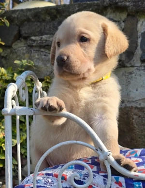 Labrador Welpen