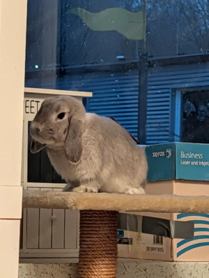 2 süße minilop Zwergkaninchen mädchen suchen ein Zuhause 