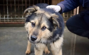 Der süße Percy sucht sein Glück