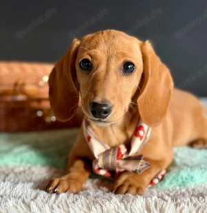Dackel, Zwergdackel Mädchen abzugeben