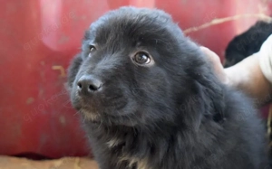 Zuhause gesucht für Gepetto