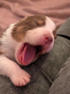 Australian Shepherd Welpen 