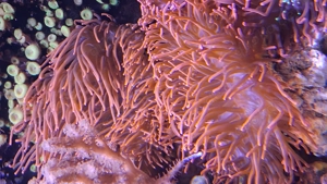 Kupferanemone 20 bis 30 cm 