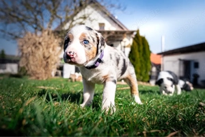 Aussiedor Welpen Australian Shephert Labrador Mix aus liebevoller Familienaufzucht   