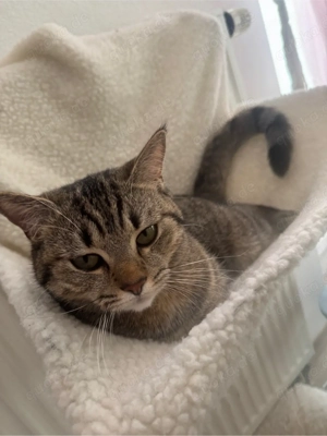 BKH mix kätzchen 1 Jahr