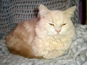 Lieber hundeverträglicher ausnahmeschöner creme gestromter Perser - Türkisch-Angora - Hybrid - Kater