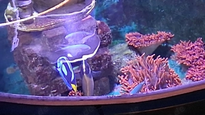 Meerwasser Palettendoktor und Kaninchenfisch 12 bis 15 cm 