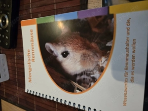 Mongolische Rennmäuse   beide männlich, eine schwarz und eine weiß, ca. 2 Monate alt