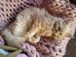 Lieber hundeverträglicher ausnahmeschöner creme gestromter Perser - Türkisch-Angora - Hybrid - Kater