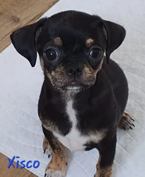 Chihuahua Welpen aus langjähriger Zucht !!