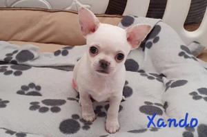 Chihuahua Welpen Rüden aus anerkannter Zucht !!