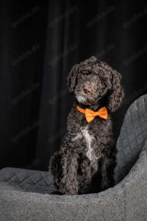 Großpudel   Königspudel   Standardpudel in braun mit Papieren