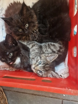 maincoon Norweger Mixe 