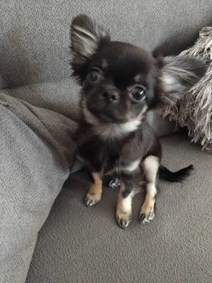 Chihuahua Laanghaar Welpe: Black and Tan 