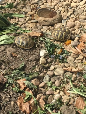 Suche Landschildkröten 