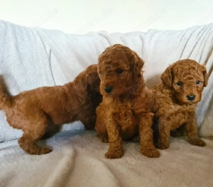 Bezaubernde Pudelwelpen suchen ein liebevolles Zuhause.