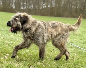 Liebenswerter Zottel Mushu sucht Zuhause