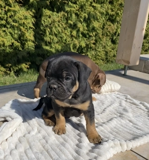 Alternativ Bulldogge OEB Französische Bulldogge 