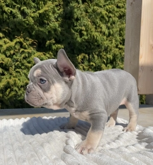 Französische Bulldogge Welpen 