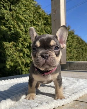 Französische Bulldogge Welpen 