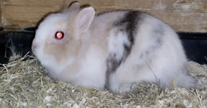 Zwei Zwergkaninchen zu Abgabe.