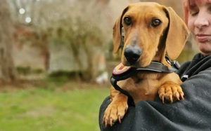 Dottie - wo sind die Dackel-Fans?