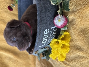 Süße Aussidor-Mix Welpen suchen bald ein liebevolles Zuhause