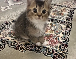 British Kurzhaar Mutter mit ein British Kurzhaar-Mix Kitten abzugeben