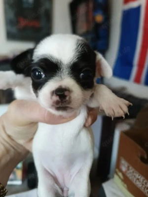 Wunderschöne Chihuahua-Welpen suchen ein neues Zuhause