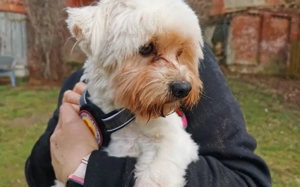 Smiljan - Westie-Fans gesucht