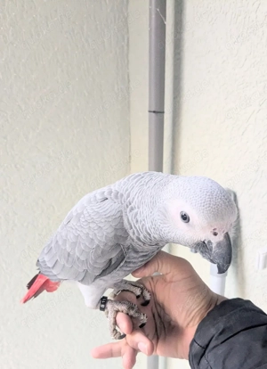Graupapagei Weiblich Handzahm 