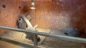       Bartagame + komplettes Terrarium (120x60x60)   sofort startklar!