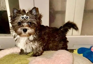 Blueberry Diamond  Yorkshire Terrier