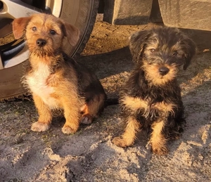 Yorkshire Welpen Brüder 