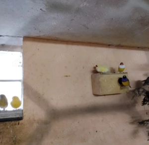 Vier Gelbe Gouldamadinen zu Abgabe.