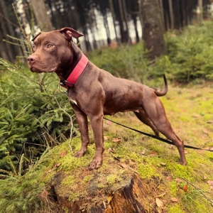 American Bully Hündin 
