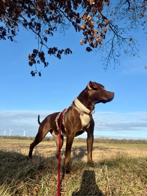 American Bully Hündin  Bild 2