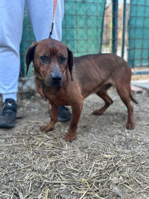 *KARLCHEN* - Ein freundlicher, anhänglicher Rüde, der seine Vergangenheit hinter sich lassen möchte