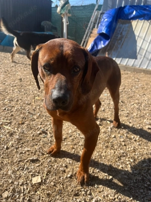 *KARLCHEN* - er sucht eine Familie bei der er in Frieden leben kann