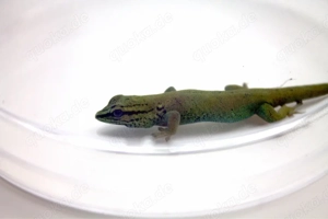 Lygodactylus williamsi aus eigener Nachtzucht (1.0)